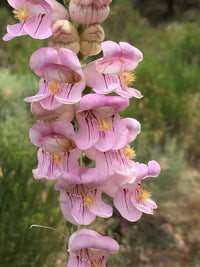 Penstemon Palmeri Blumensamen zur Aussaat Bestäuber freundlich Traditionssorte & ohne Gentechnik Samen Hausgarten
