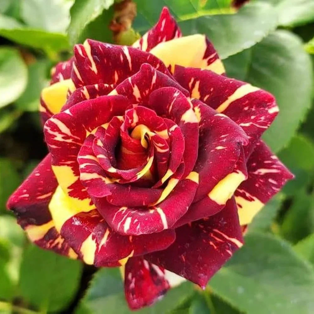 Gelb Kastanienrot Rose Blumensamen zur Aussaat Halbschatten verträglich Traditionssorte & ohne Gentechnik Samen Hausgarten
