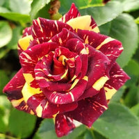 Gelb Kastanienrot Rose Blumensamen zur Aussaat Halbschatten verträglich Traditionssorte & ohne Gentechnik Samen Hausgarten