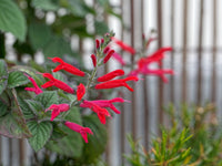 Pineapple Sage Blumensamen zur Aussaat lang Blüte Saison Traditionssorte & ohne Gentechnik Samen Hausgarten