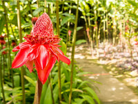 Ginger Blumensamen zur Aussaat kompakt Wuchs Traditionssorte & ohne Gentechnik Samen Hausgarten