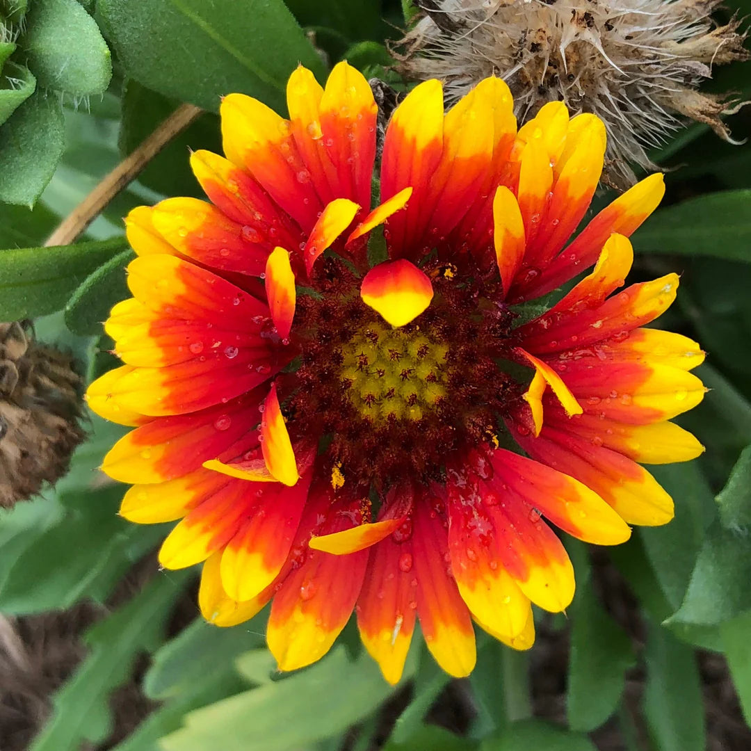 Rot Aristata Blumensamen zur Aussaat – Garten beliebt – Traditionssorte & ohne Gentechnik Samen Hausgarten