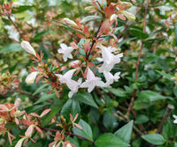 Weiß Abelia Blumensamen zur Aussaat – ideal Rabatten – Traditionssorte & ohne Gentechnik Samen Hausgarten