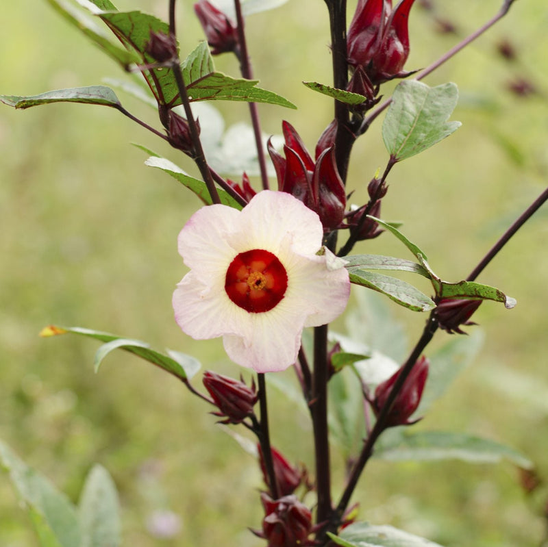 Sabdariffa pflanze samen for gardening and anpflanzung
