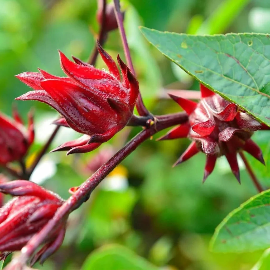 How to pflanze sabdariffa samen for gardening