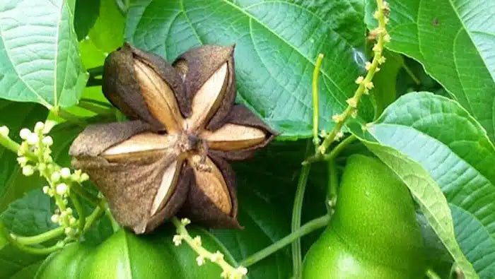 Plukenetia Blumensamen zur Aussaat farbenfroh Schau Traditionssorte & ohne Gentechnik Samen Hausgarten
