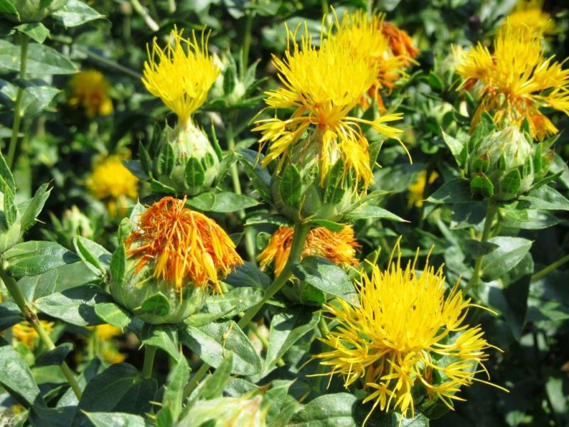 Gelb safflower blooms in a home garten