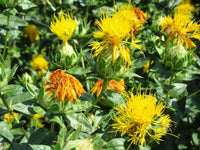 Gelb safflower blooms in a home garten