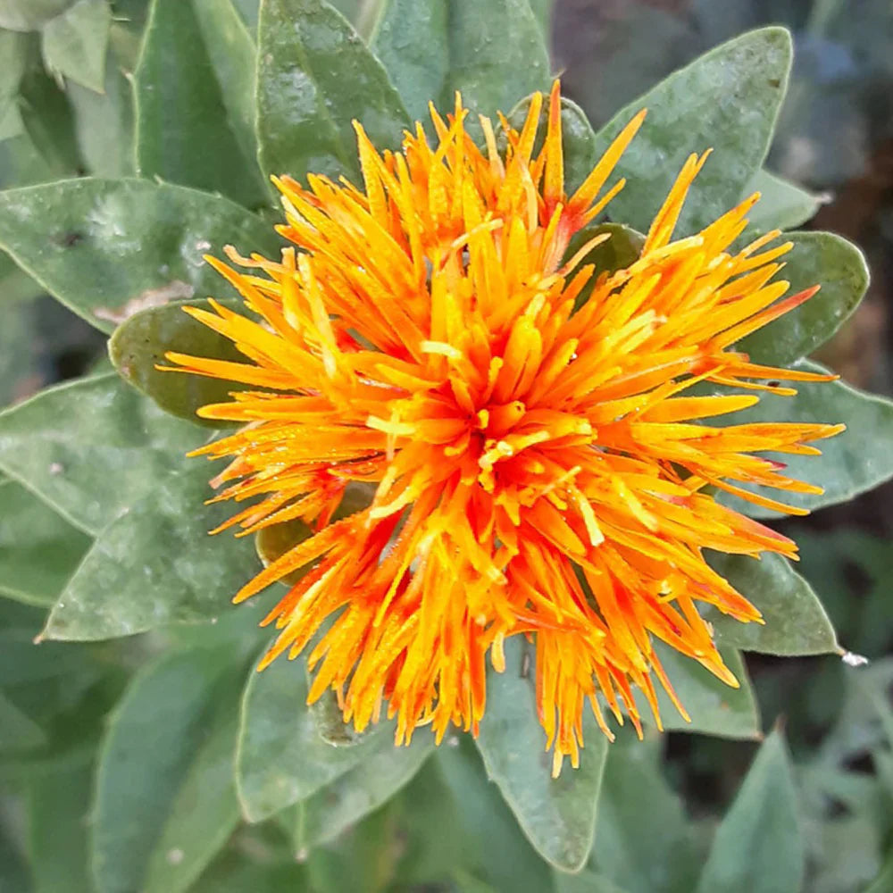 Tips for wachsend safflower pflanzen in the garten