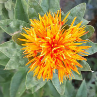 Tips for wachsend safflower pflanzen in the garten
