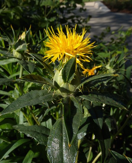 Safflower Blumensamen zur Aussaat robust Sorte Traditionssorte & ohne Gentechnik Samen Hausgarten