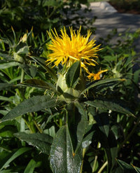 Safflower Blumensamen zur Aussaat robust Sorte Traditionssorte & ohne Gentechnik Samen Hausgarten