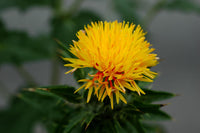 Carthamus Blumensamen zur Aussaat – kompakt Wuchs – Traditionssorte & ohne Gentechnik Samen Hausgarten