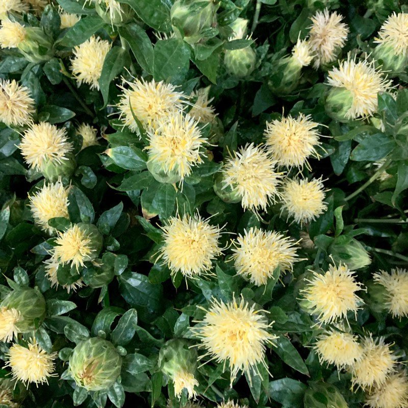 Traditionssorte SafFlower Samen zur Aussaat Garten beliebt Traditionssorte & ohne Gentechnik Samen Hausgarten