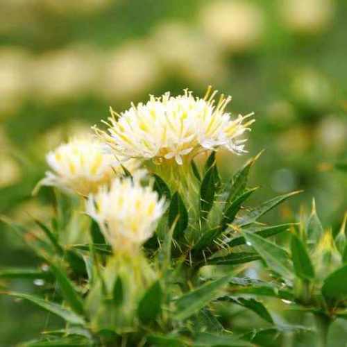 Variedad tradicional SafFlower semillas para siembra, popular en el jardín; variedad tradicional y semillas sin ingeniería genética para el jardín doméstico