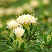 Traditionssorte SafFlower Samen zur Aussaat Garten beliebt Traditionssorte & ohne Gentechnik Samen Hausgarten