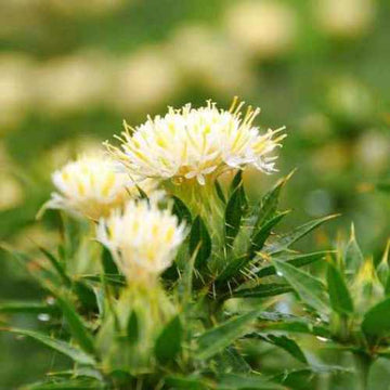 Traditionssorte SafFlower Samen zur Aussaat Garten beliebt Traditionssorte & ohne Gentechnik Samen Hausgarten