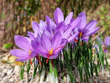 Saffron crocus blume samen – crocus sativus for garten