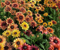 Sonnenhut Sahara Blumensamen leuchtend Garten Blüten