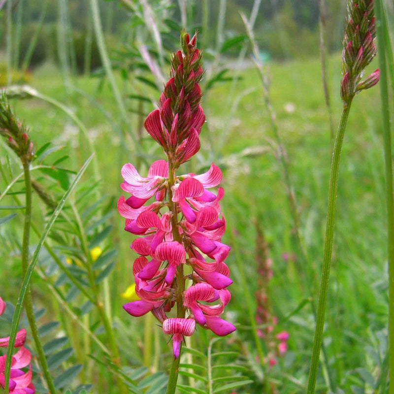 Sainfoin blume samen for anpflanzung and gardening