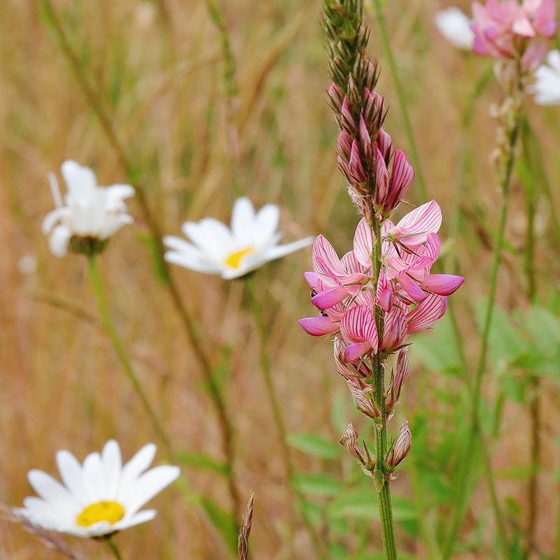 Sainfoin Blumensamen zur Aussaat – sonnenliebend – Traditionssorte & ohne Gentechnik Samen Hausgarten