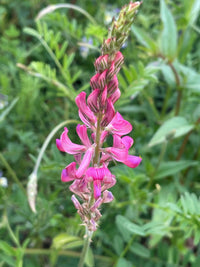 Sainfoin samen for pollinator gardens with rosa blooms