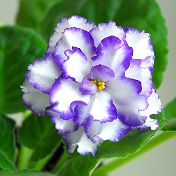 Saintpaulia blume samen for anpflanzung