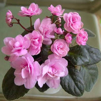 Close-up of light rosa african violet blossoms