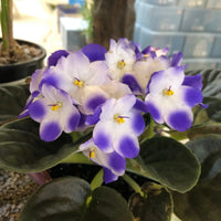 Saintpaulia weiß violet blume samen for indoor anpflanzung