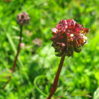 Salad Burnet Kraut with essbar leaves and Blumen