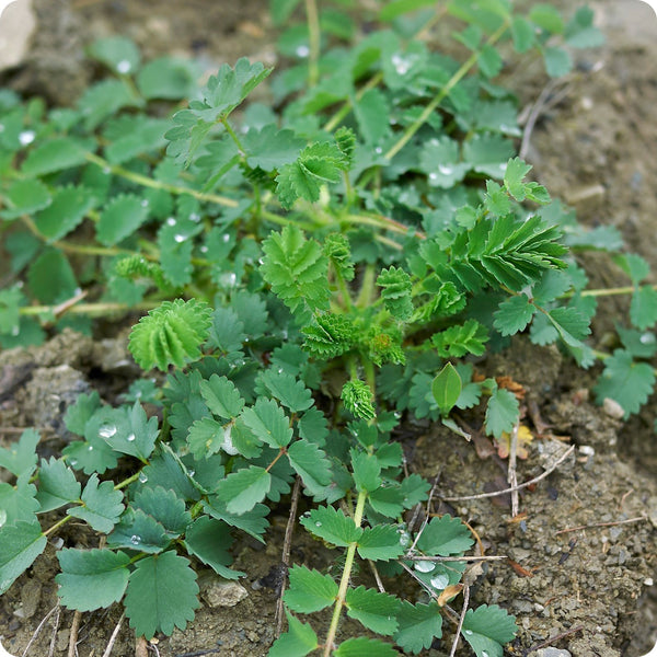Salad Burnet Samen Sanguisorba minor leafy perennial Pflanze