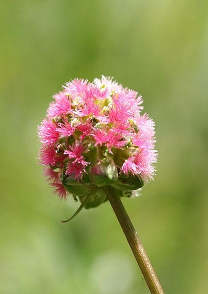 Salad Burnet Pflanze with green leaves and small Blumen in Garten