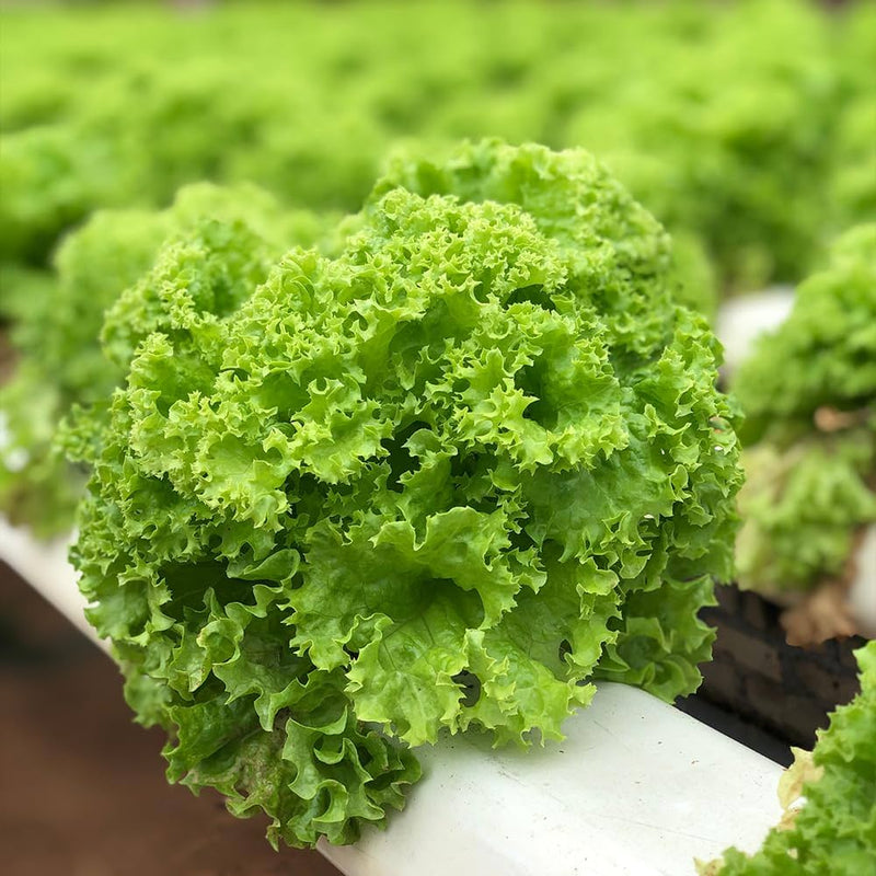 Salad greens seedlings wachsend aus samen