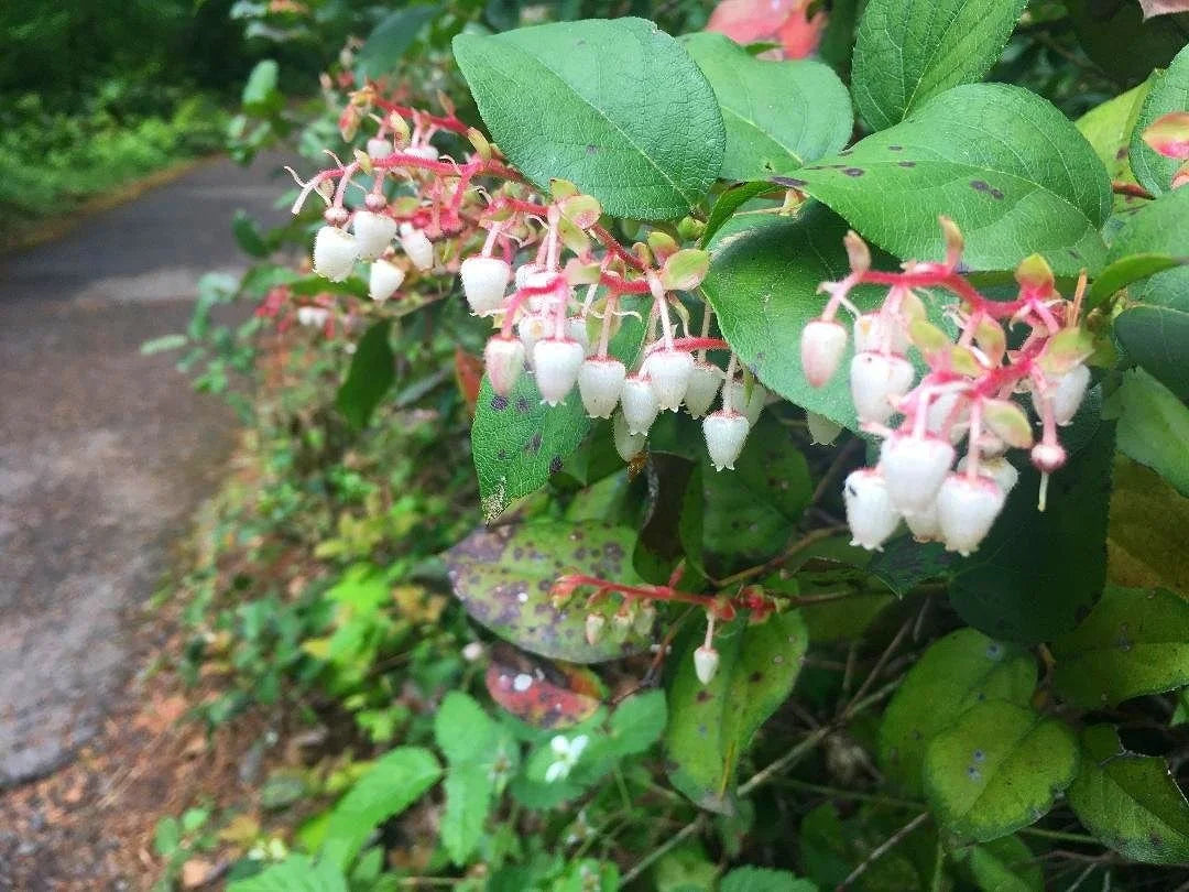 salal berry gaultheria shallon shrub samen pink white flowers blue fruit