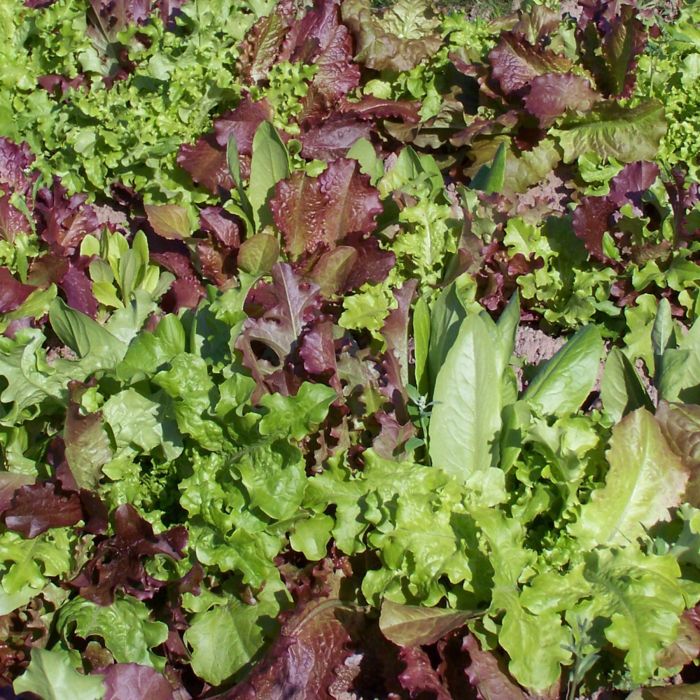 Mixed Gourmet Gemüse Planting Samen