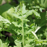 Green Rocket Pegasus Gemüse Samen zum Pflanzen