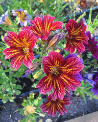 Gemischt Salpiglossis Blumensamen zur Aussaat Bestäuber freundlich Traditionssorte & ohne Gentechnik Samen Hausgarten