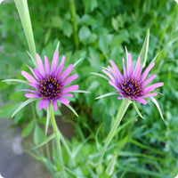 Salsify edible anpflanzung blume samen