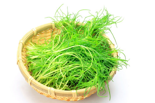 Packet of Saltwort Okahijiki Japanese leaf vegetable Samen