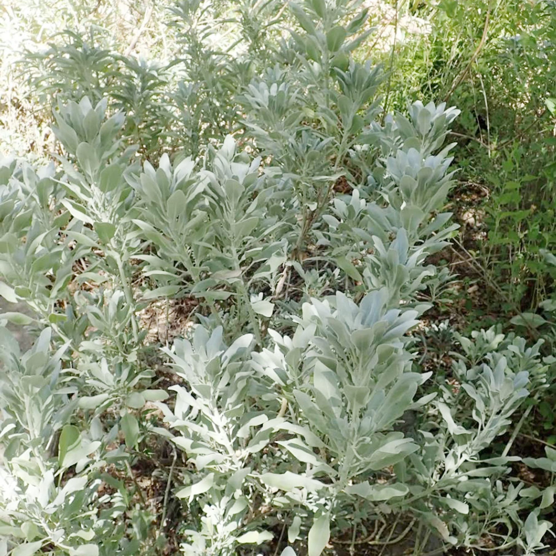 Salvia apiana silver foliage grown from Samen
