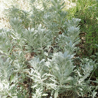 Salvia apiana silver foliage grown from Samen