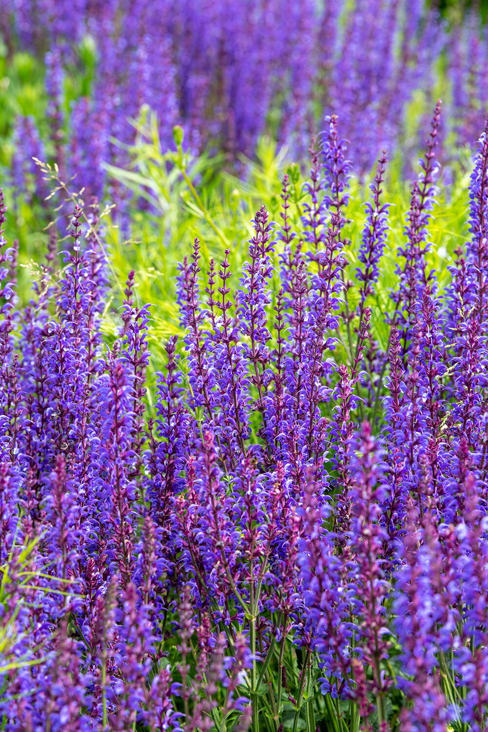 Nemorosa Blumensamen zur Aussaat – robust Sorte – Traditionssorte & ohne Gentechnik Samen Hausgarten