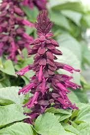 Purple Salvia splendens bedding Blumen grown from high-Qualität Samen