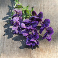 Salvia viridis Horminum Kraut Anbau in full sun