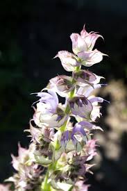 Salvia viridis Horminum Kraut Anbau in full sun