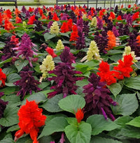 Salvia Blumensamen zur Aussaat saisonal Dauerblüher Traditionssorte & ohne Gentechnik Samen Hausgarten