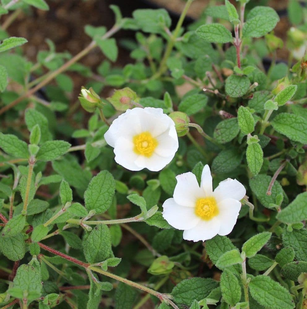 Close-up of salviifolius cream-gelb petals