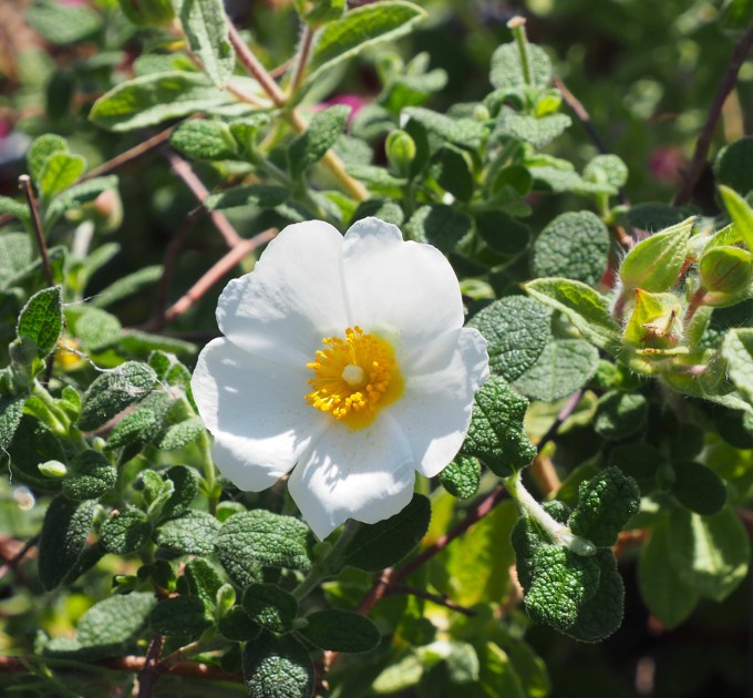 Salviifolius blumen enhancing garten landscape