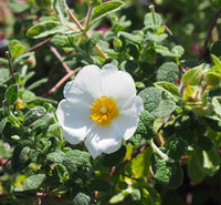 Salviifolius blumen enhancing garten landscape