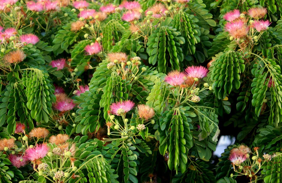 Mature Samanea Saman Tree in Garten landscape